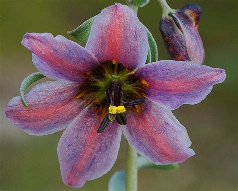 Shop.alwaysreview.com has been visited by 1m+ users in the past month Fritillaria karelinii | Beautiful flowers, Flowers, All plants