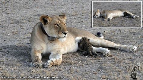 Maternal Instinct For The First Time A Wild Lioness Is Seen Nursing A