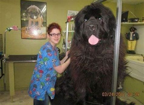 See The True Story Behind This Massive Dog Bred To Hunt Bears