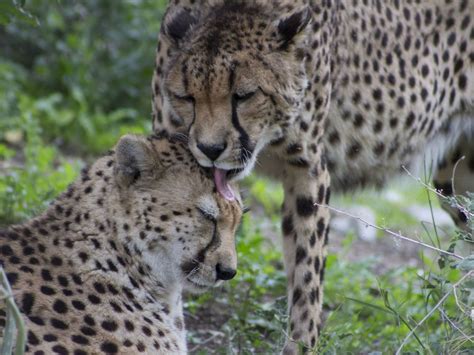 Cheetah Kiss Smithsonian Photo Contest Smithsonian Magazine