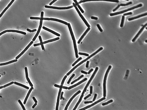 Bacillus Cereus Shape