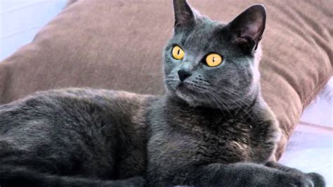 Photos Of My Cat Breed Chartreux Cat Youtube