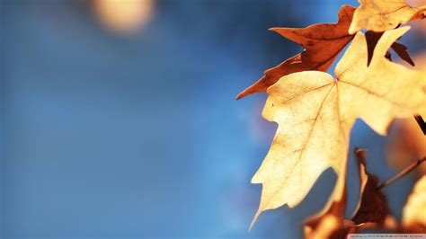 Fall Foliage Against The Blue Sky00450925 Jpeg Image 1920 × 1080