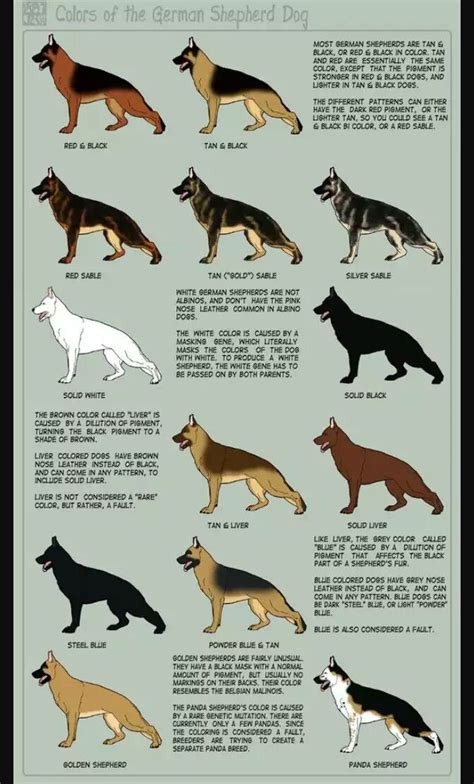 Pure Breed German Shepherds Have Up To 13 Different Coat Colors
