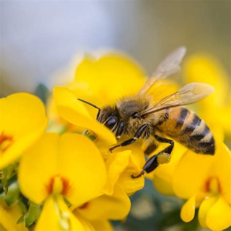 How To Make Honey Bee Pheromones Sciencing