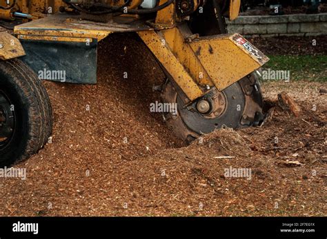 Tree Stump Grinding Machine In Operation A Stump Grinder Is Used To
