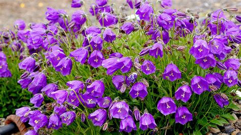 Campanula Violet Bells Flowers Garden House Plants