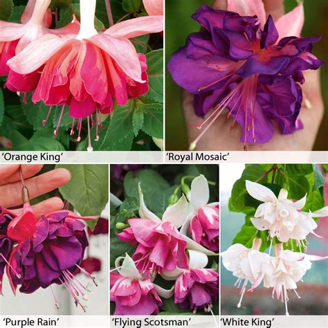 Fuchsia Giant Marbled Collection Fuchsia Plants Thompson And Morgan