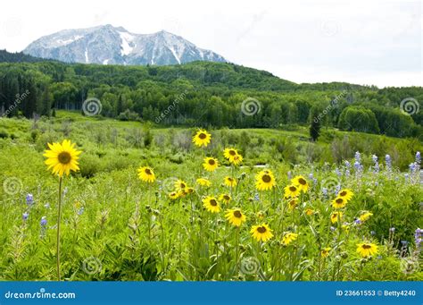 Snow Capped Mountains And Wildflowers Stock Image Image Of Summer
