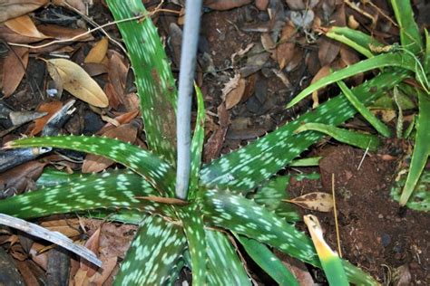 Image vera-lynn-6 : Aloe Vera With Flower Stem Free Stock Photo - Public ...