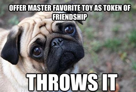 17 Very Funny Pug Memes Pettime