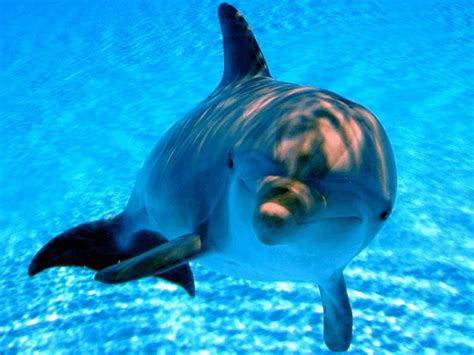 Animals World Dolphins In Water