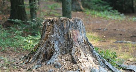 Sometimes home insurance will pay for removing a tree if it falls and blocks your driveway. How Much To Remove a Tree Stump - Tree Care Tips And Advice