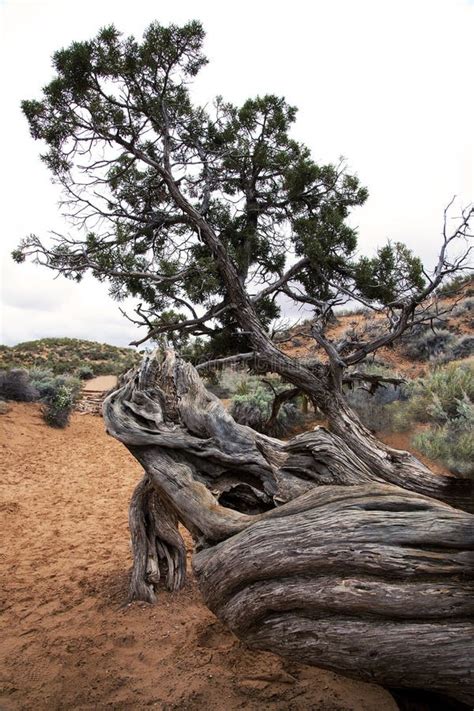 Dead Tree Across Trail Arches National Park Moab Utah Stock Photos