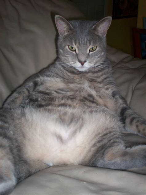 Qual è il posto migliore per soggiornare nei pressi di fat cats? Culture Connoisseur: My Fat Cat