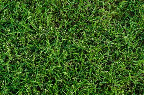 How To Maintain Bermudagrass In Your Lawn And Landscape Total