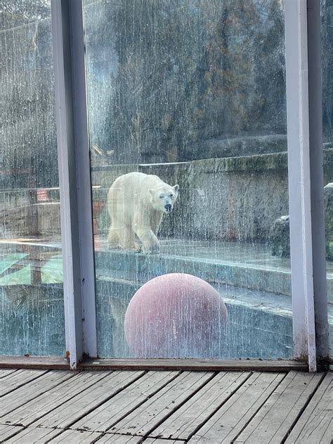 Captive Polar Bears Budapest Zoo Hungary Bear Conservation