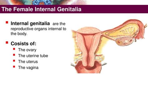 Ppt The Female External Genitalia Powerpoint Presentation Id