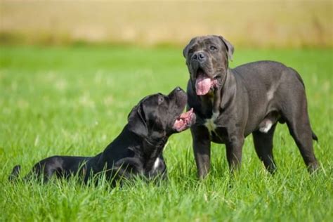 Male Vs Female Cane Corso Which Is Better