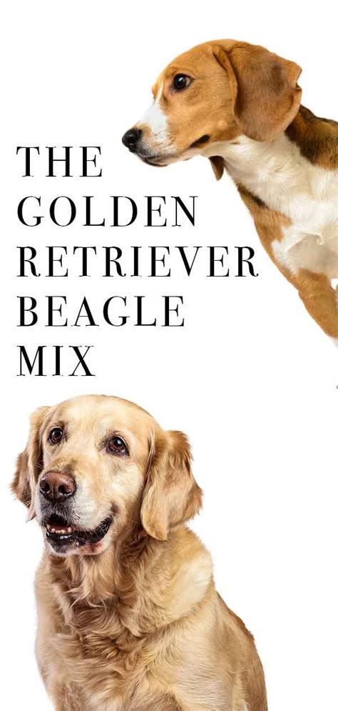 Golden Retriever Beagle Mix The Worlds Favorite Dog Breeds Meet