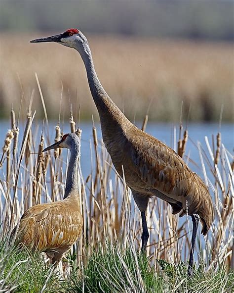 Sandhill Crane Facts Animals Of North America