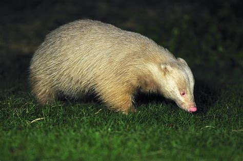 Albino Badger Photograph By Science Photo Library Fine Art America
