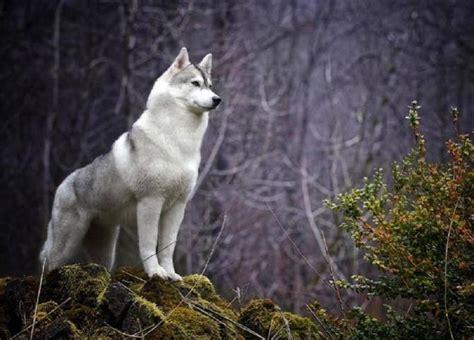 White Wolf Beautiful Wildlife Nature Image