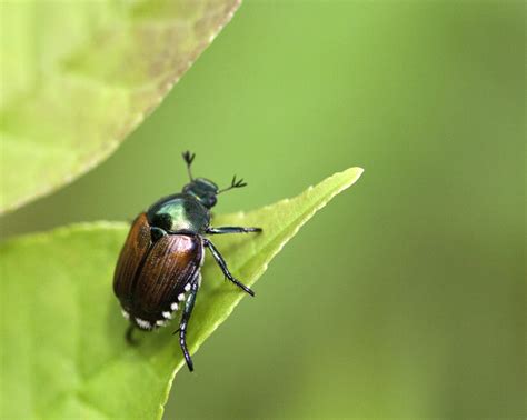 Japanese Beetle Life Cycle In Missouri Florine Gilson