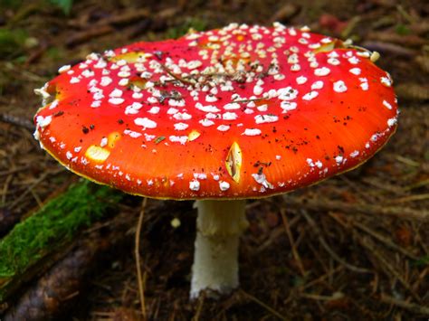 1536x864 Wallpaper Mushroom Red Fly Agaric Mushroom Fungus Peakpx