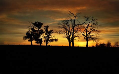 Tree Silhouettes In The Sunset
