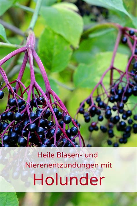 Heilkraft des Holunders Holunder Holunderbeeren Sträucher pflanzen