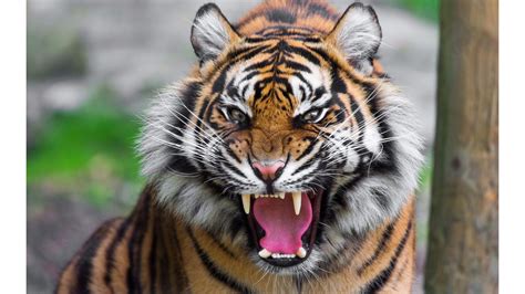 Siberian Tiger Vs Bengal Tiger Comparison The Best Dogs And Cats