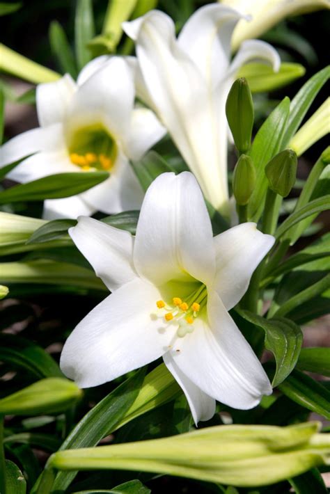 From Lilies To Lambs Easter Symbols Hold Special Significance For