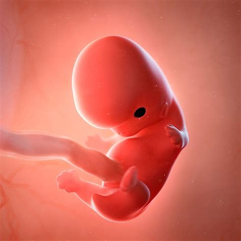 Embarazo Desarrollo Prenatal Y Neonatal Mind Map Vrogue Co