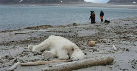 Polar Bear Shot Down By Members Of A Ship Crew Who Claim Were Being