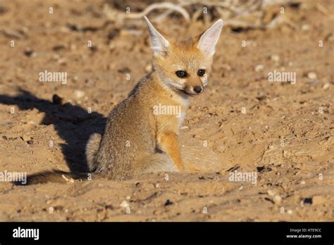 Cape Fox Vulpes Chama Cub Looking Out From Burrow Entrance Evening