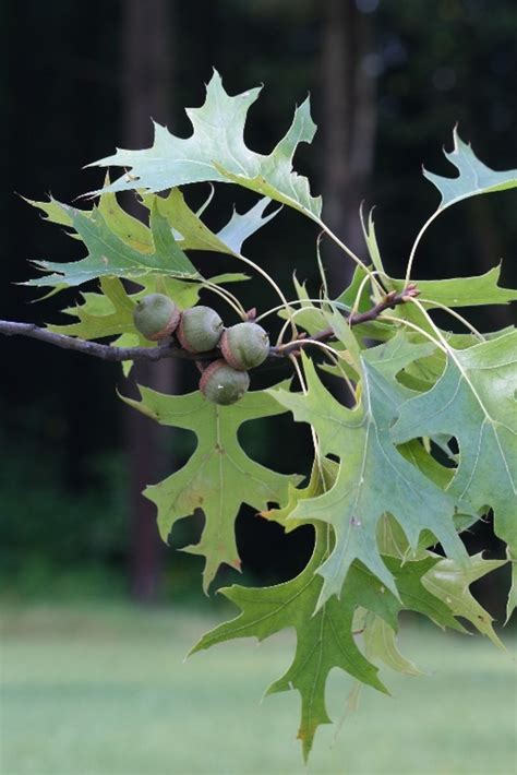 Quercus Palustris Pin Oak Go Botany