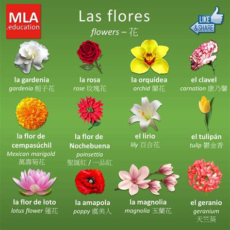 Lista 101 Imagen De Fondo Flores Blancas Nombres Y Fotos Cena Hermosa