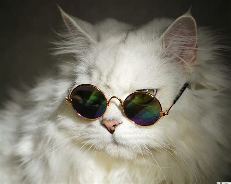 Cat Wearing Glasses Wallpapers Top Free Cat Wearing Glasses Backgrounds Wallpaperaccess