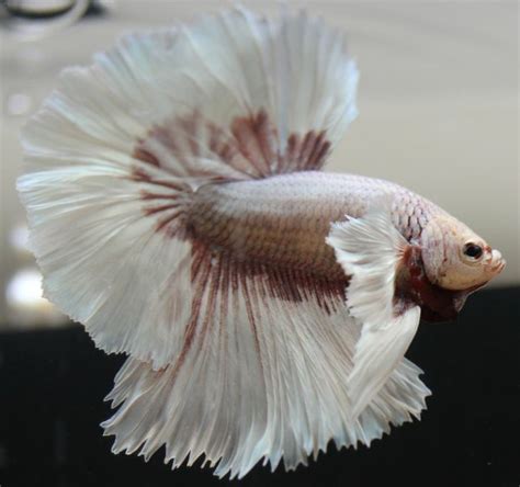 Stunning Dumbo Halfmoon Betta Pair Live Fish Imported From Thailand