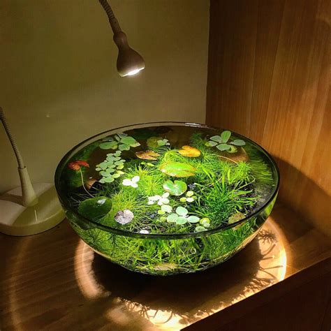 If you do not have a water feature or a pond then these little gems could make the perfect addition to a small patio container pond or a table top water bowl. How to Make an Indoor Pond "Not only is it... | Solarpunk Aesthetic