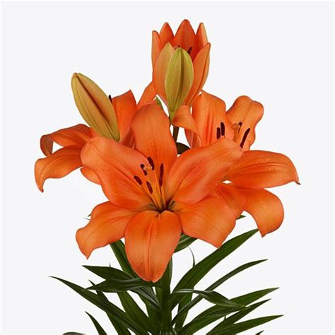LILY LA CANTELLO Cm Wholesale Dutch Flowers Florist Supplies UK