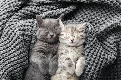 How Long Do Kittens Sleep Everything You Need To Know
