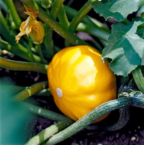 How To Plant And Grow Summer Squash