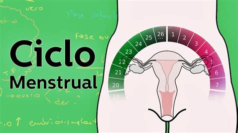 para estar bien informados 5 mitos y verdades sobre la menstruación