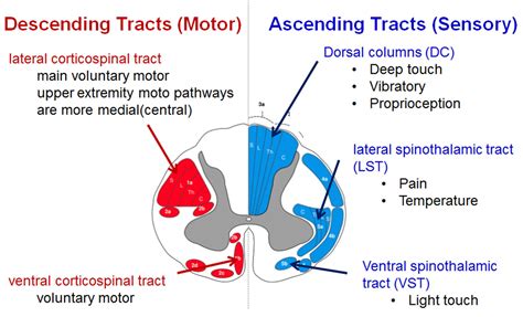 Pin By Mariah Grooters On Sci Tech Spinal Cord Anatomy Spinal Cord