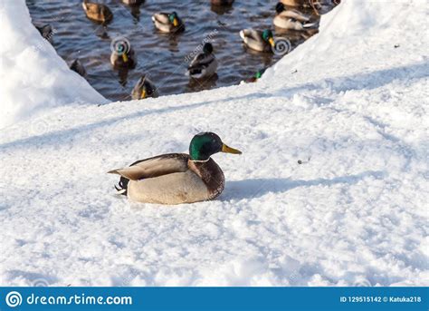 Swimming Ducks In A Frozen Pond During A Snowfall In Winter Wonderful