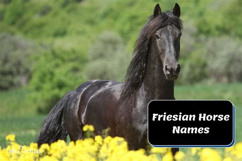 300 Unique Friesian Horse Names For Male And Female Horses