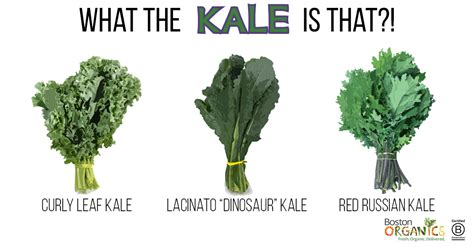 What The Kale Is That A Guide To Organic Kale Varieties