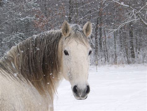 48 Cute Winter Animal Wallpaper Background Photos And Hd Images